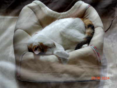 anabel the calico cat in her bed in the sun