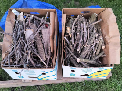 branches inside cardboard chiquita banana boxes