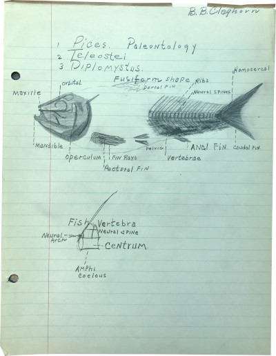 a diagram of a fish sketched out on notebook paper