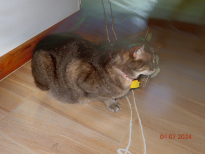 cat leonel with white string on tile floor