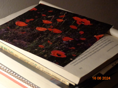 a picture of poppies on top of a stack of books