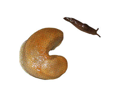 slugs.png