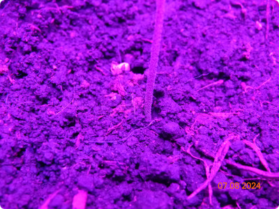 a close-up of tati's stem under a grow light