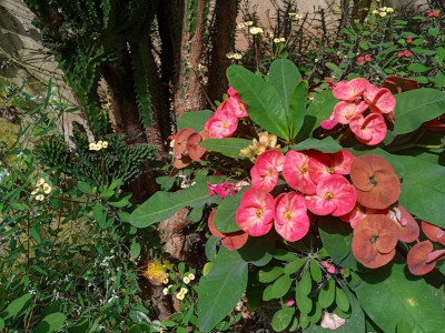 flowers and cacti in the tropicario