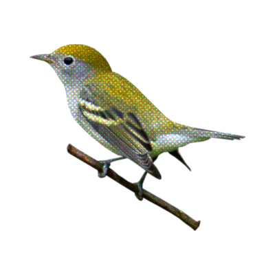 warbler.jpg